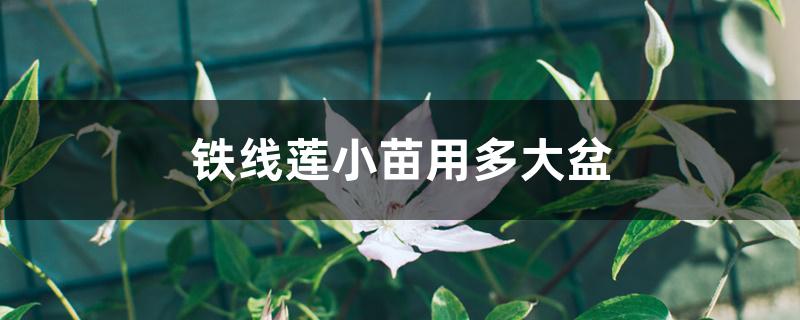 铁线莲小苗用多大盆 铁线莲小苗用多大盆