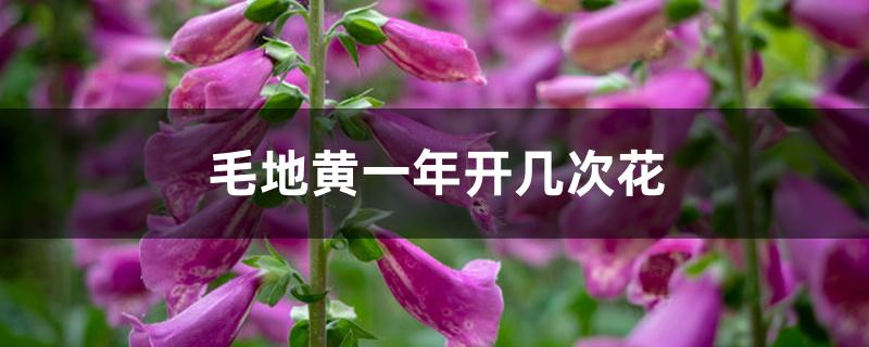 毛地黄一年开几次花 毛地黄一年开几次花