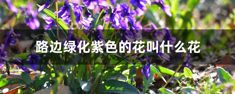 路边绿化紫色的花叫什么花 路边绿化紫色的花叫什么花