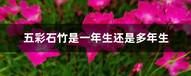 五彩石竹是一年生还是多年生 五彩石竹是一年生还是多年生