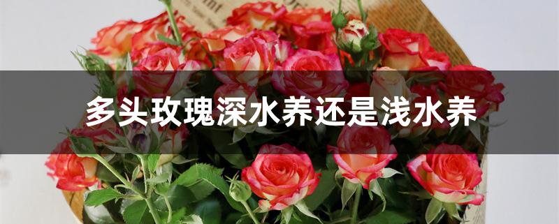 多头玫瑰深水养还是浅水养
