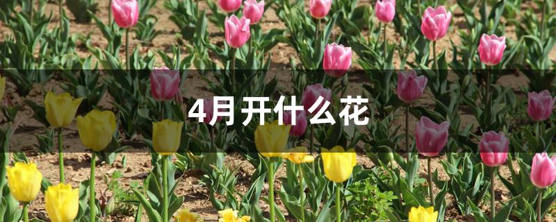 4月开什么花 4月开什么花
