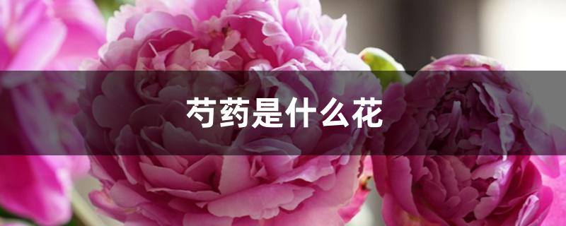 芍药是什么花 芍药是什么花