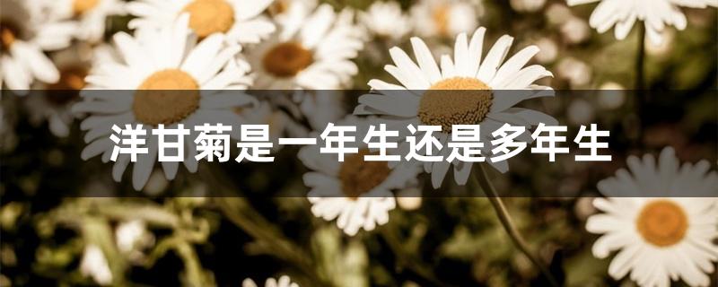洋甘菊是一年生还是多年生 洋甘菊是一年生还是多年生