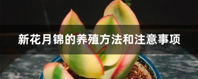 新花月锦的养殖方法和注意事项 新花月锦的养殖方法和注意事项