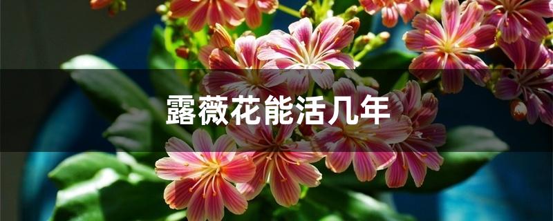 露薇花能活几年 露薇花能活几年