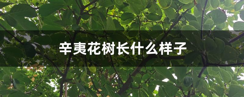 辛夷花树长什么样子 辛夷花树长什么样子