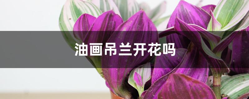 油画吊兰开花吗 油画吊兰开花吗