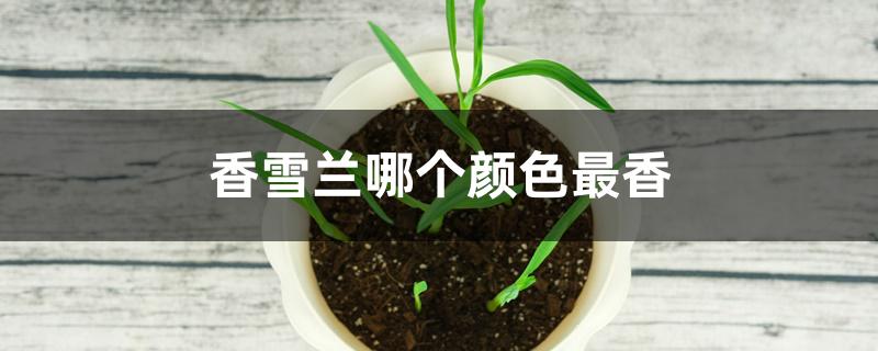 香雪兰哪个颜色最香 香雪兰哪个颜色最香