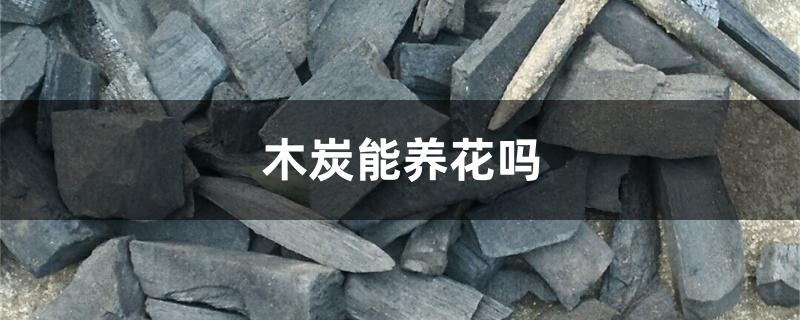 木炭能养花吗 木炭能养花吗