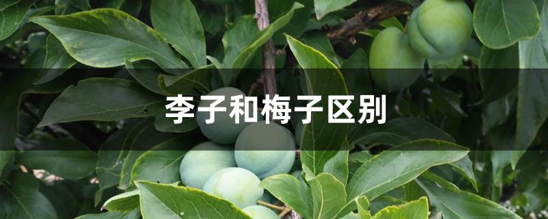 李子和梅子区别 李子和梅子区别