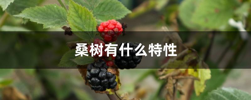桑树有什么特性 桑树有什么特性