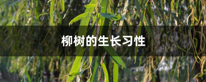 柳树的生长习性 柳树的生长习性