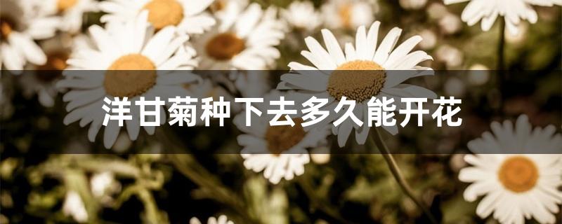 洋甘菊种下去多久能开花 洋甘菊种下去多久能开花