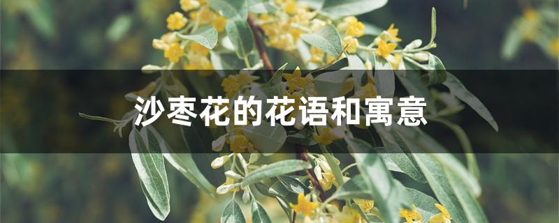 沙枣花的花语和寓意 沙枣花的花语和寓意