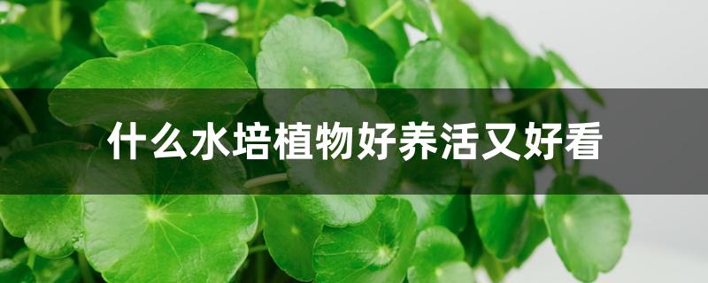 什么水培植物好养活又好看 什么水培植物好养活又好看