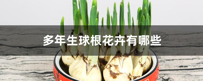 多年生球根花卉有哪些 多年生球根花卉有哪些