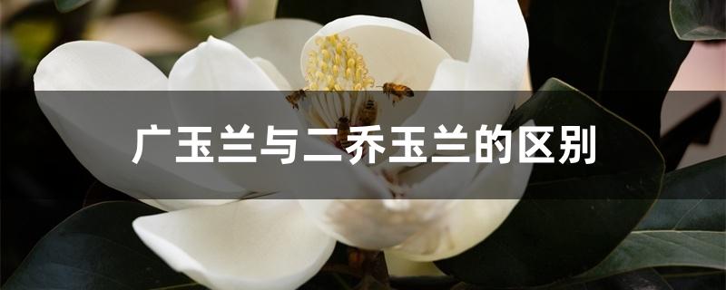 广玉兰与二乔玉兰的区别 广玉兰与二乔玉兰的区别
