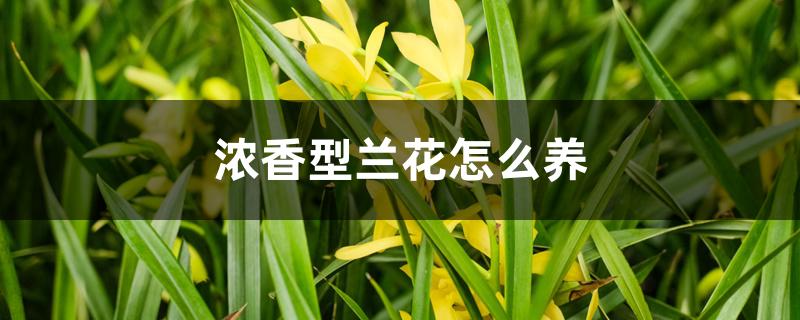 浓香型兰花怎么养 浓香型兰花怎么养