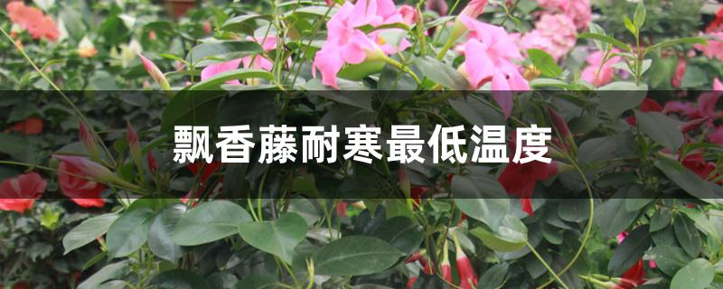 飘香藤耐寒最低温度 飘香藤耐寒最低温度
