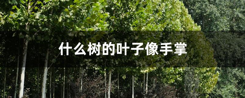 什么树的叶子像手掌 什么树的叶子像手掌