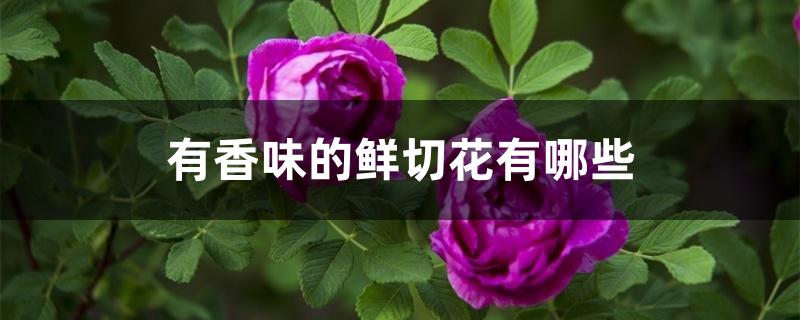 有香味的鲜切花有哪些 有香味的鲜切花有哪些