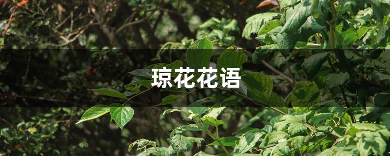 琼花花语 琼花花语