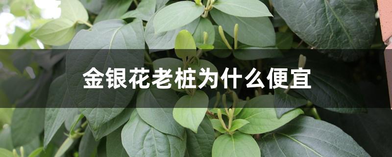 金银花老桩为什么便宜 金银花老桩为什么便宜