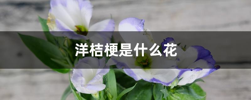 洋桔梗是什么花 洋桔梗是什么花