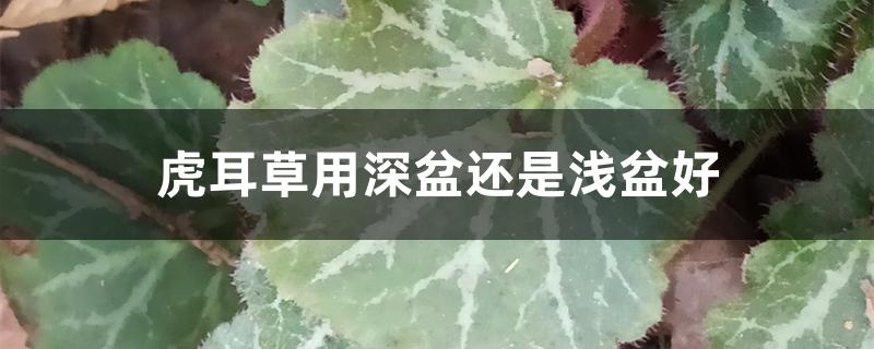 虎耳草用深盆还是浅盆好 虎耳草用深盆还是浅盆好