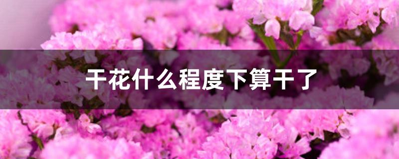 干花什么程度下算干了 干花什么程度下算干了