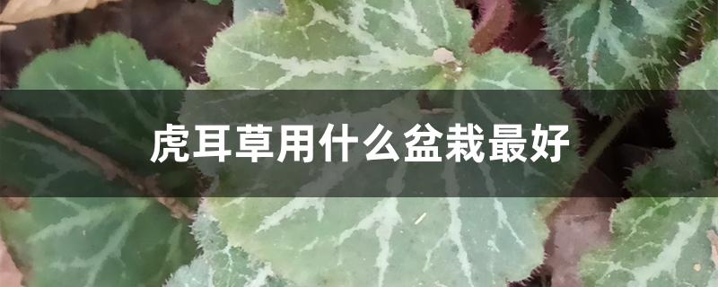 虎耳草用什么盆栽最好 虎耳草用什么盆栽最好