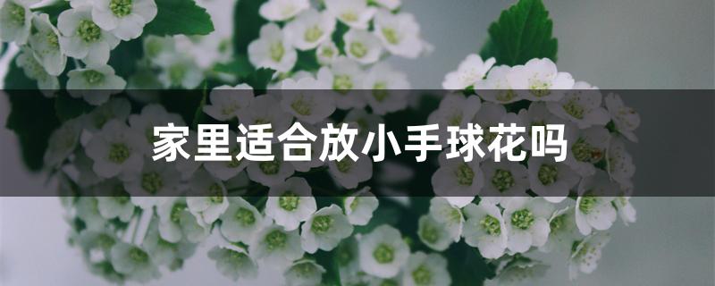 家里适合放小手球花吗 家里适合放小手球花吗
