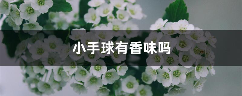 小手球有香味吗 小手球有香味吗