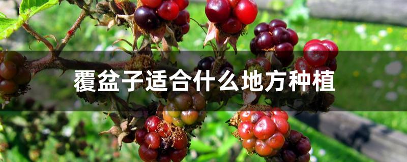 覆盆子适合什么地方种植 覆盆子适合什么地方种植