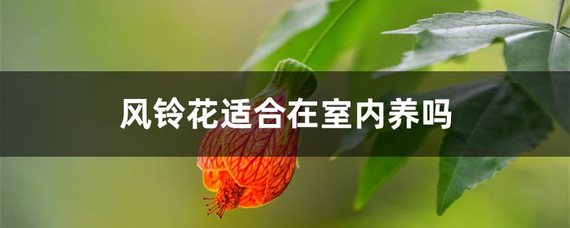 风铃花适合在室内养吗 风铃花适合在室内养吗