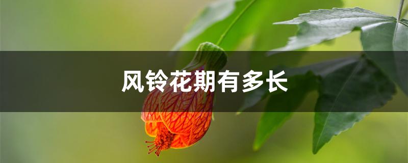 风铃花期有多长 风铃花期有多长