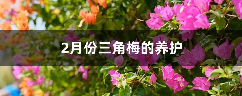 2月份三角梅的养护 2月份三角梅的养护