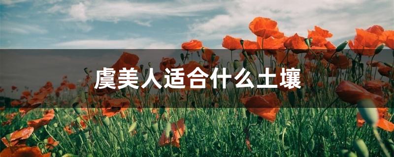虞美人适合什么土壤 虞美人适合什么土壤