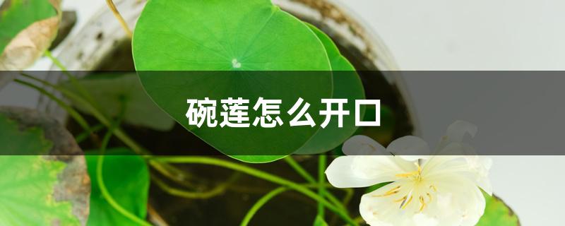 碗莲怎么开口 碗莲怎么开口