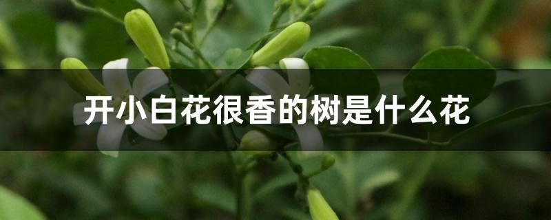 开小白花很香的树是什么花