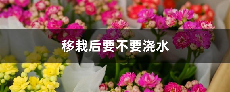 移栽后要不要浇水 移栽后要不要浇水