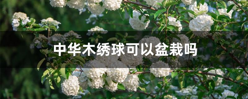 中华木绣球可以盆栽吗 中华木绣球可以盆栽吗