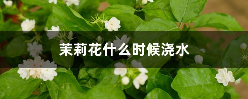 茉莉花什么时候浇水 茉莉花什么时候浇水