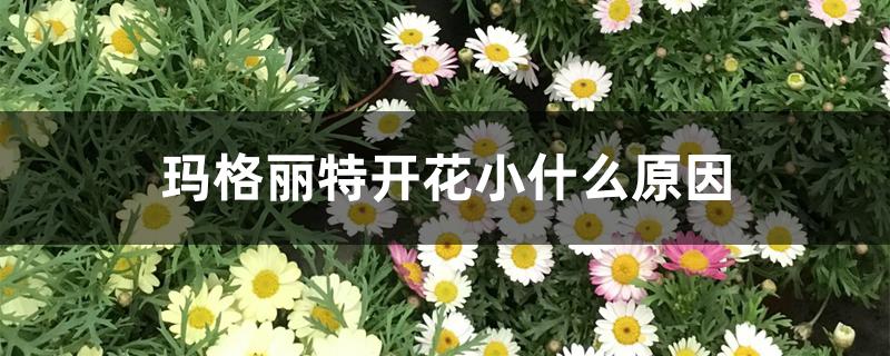 玛格丽特开花小什么原因 玛格丽特开花小什么原因