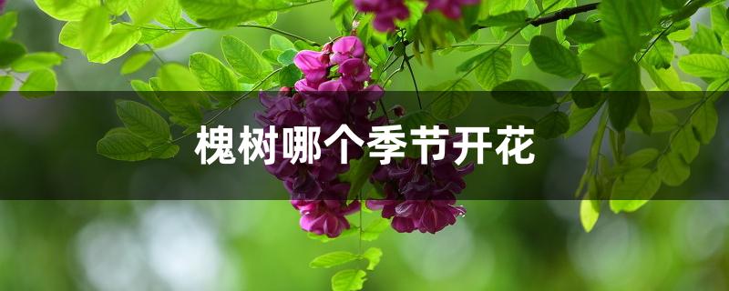 槐树哪个季节开花 槐树哪个季节开花