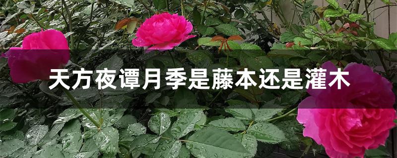天方夜谭月季是藤本还是灌木 天方夜谭月季是藤本还是灌木
