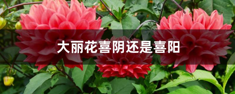 大丽花喜阴还是喜阳 大丽花喜阴还是喜阳
