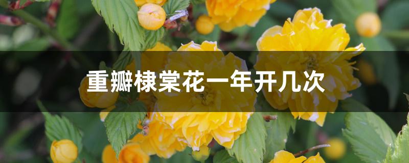 重瓣棣棠花一年开几次