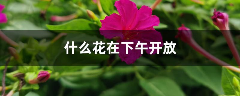 什么花在下午开放 什么花在下午开放